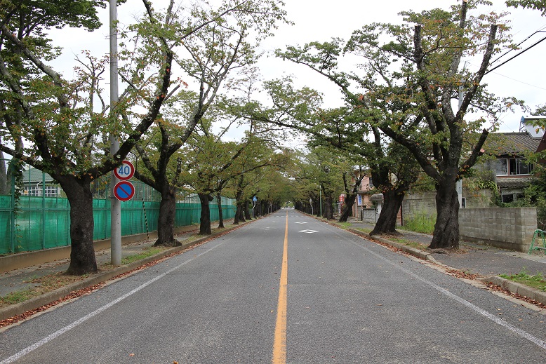 cherry-trees-lined-street4
